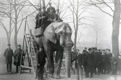 Jumbo an den Reitstufen im ZSL London Zoo, wahrscheinlich März 1882 von English Photographer